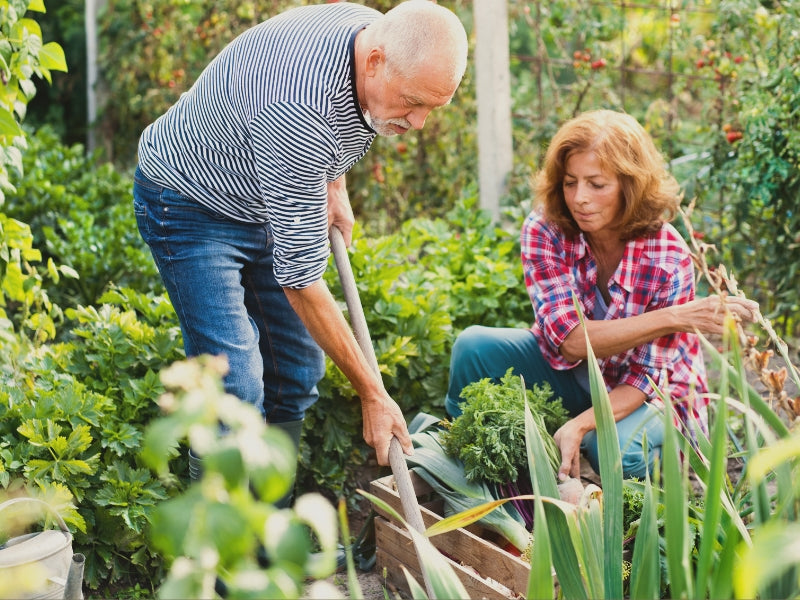Welche Pflanze für das Gehirn? Die besten Heilkräuter für mentale Fitness